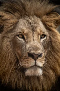 lion in close up shot