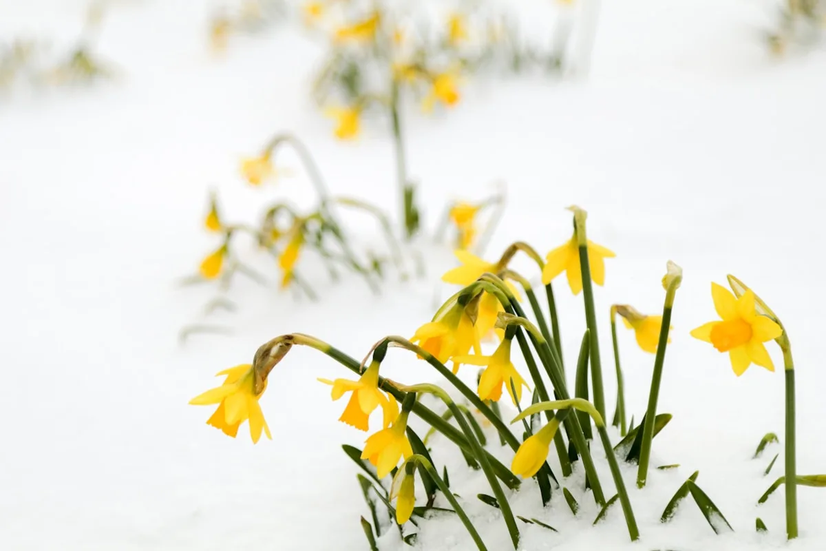 Read more about the article End of Summer into Spring