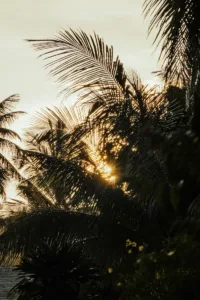 Low sun glowing through the dark silhouettes of palm tree fronds
